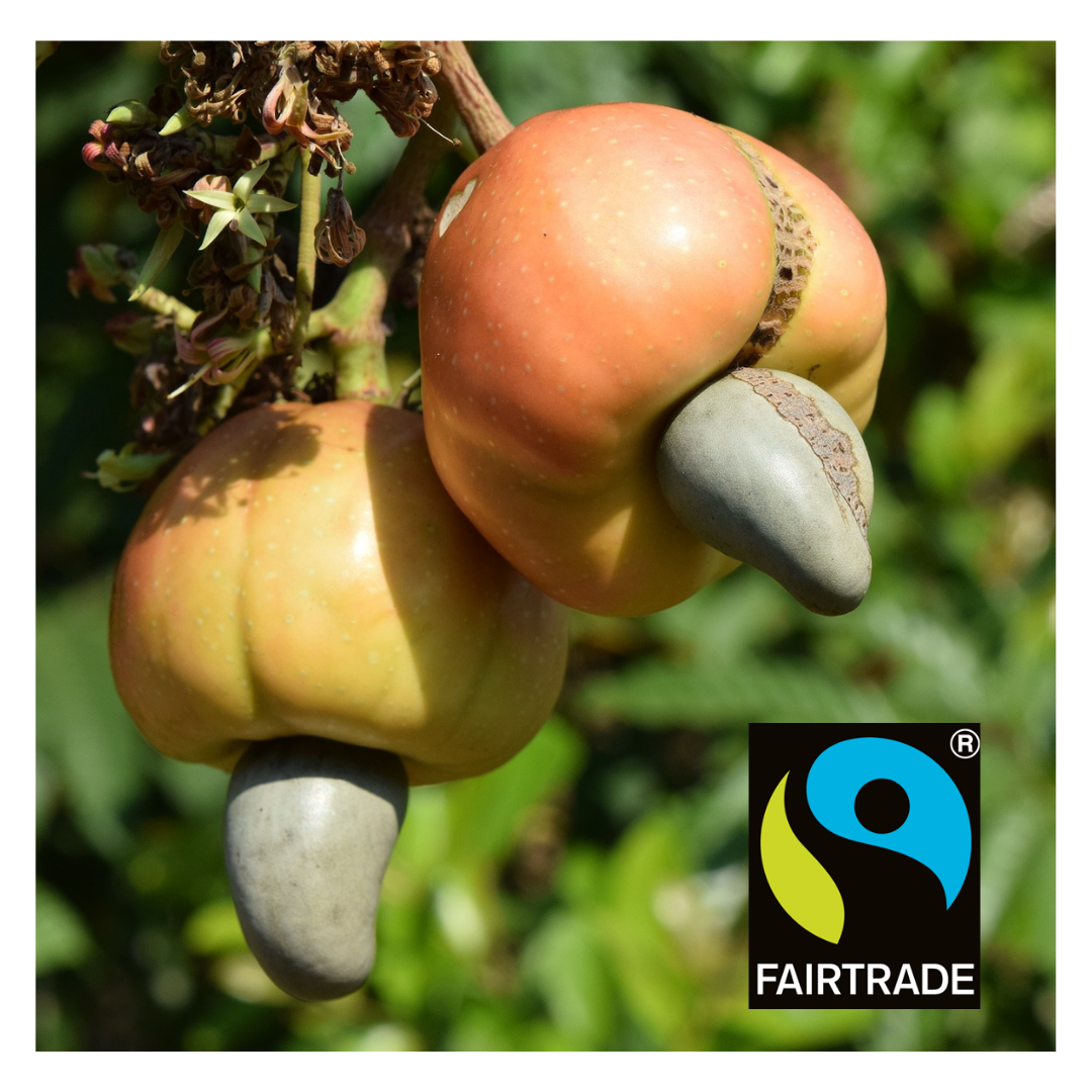 Cashew Nuts on Tree with Fair trade stamp logo